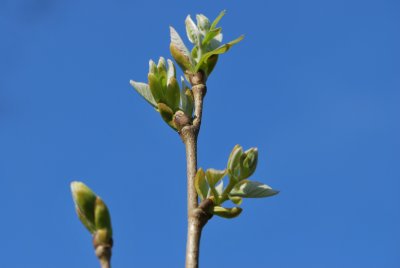 Tilia henryana - lípa Henryho - jarní pučení
